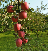 pomme 6 liste